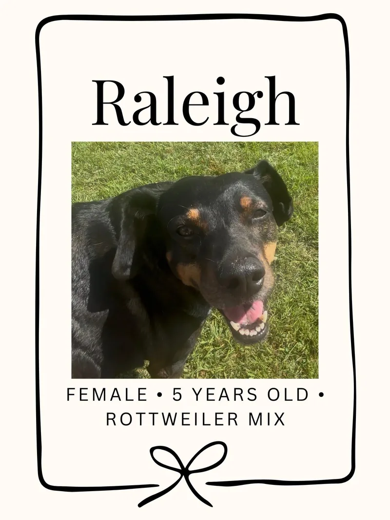 An adult medium-sized female Bicolor Rottweiler dog named Raleigh for adoption in Fort Payne, AL