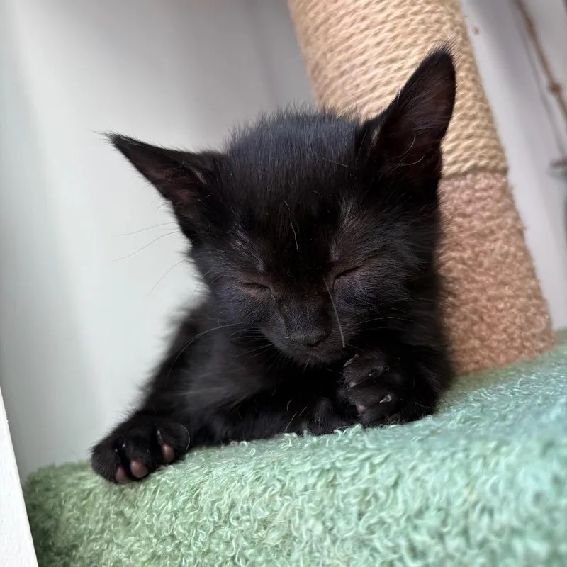 A baby small-sized male Black Domestic Short Hair cat named Vinaceous for adoption in Buffalo, MN