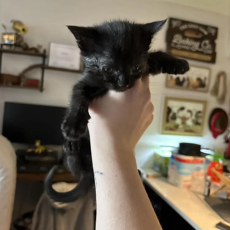 Vinaceous thumbnail 2