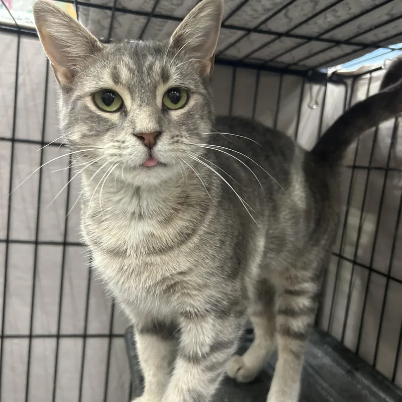 A young medium-sized female Tabby (Gray / Blue / Silver) Domestic Short Hair cat named Aster for adoption in Mokena, IL
