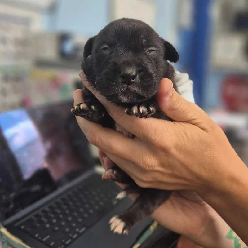 A baby small-sized female Brindle Labrador Retriever dog named McDouble for adoption in Wahiawa, HI