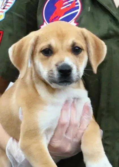 A baby medium-sized male Terrier dog named Iceman for adoption in Madison, NJ