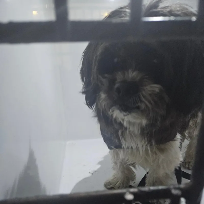 A senior small-sized male Black Mixed Breed dog named Pabu for adoption in Philadelphia, PA