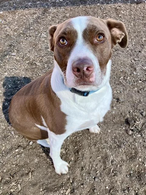 An adult medium-sized male Pit Bull Terrier dog named Bronn for adoption in Albuquerque, NM