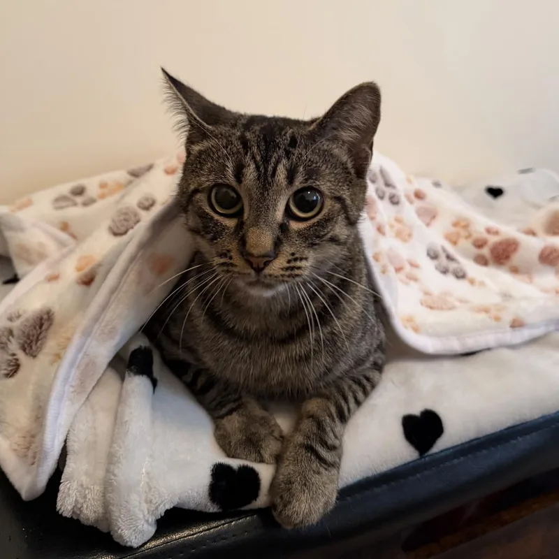 A young medium-sized female Gray / Blue / Silver Domestic Short Hair cat named Liliana for adoption in Roswell, GA