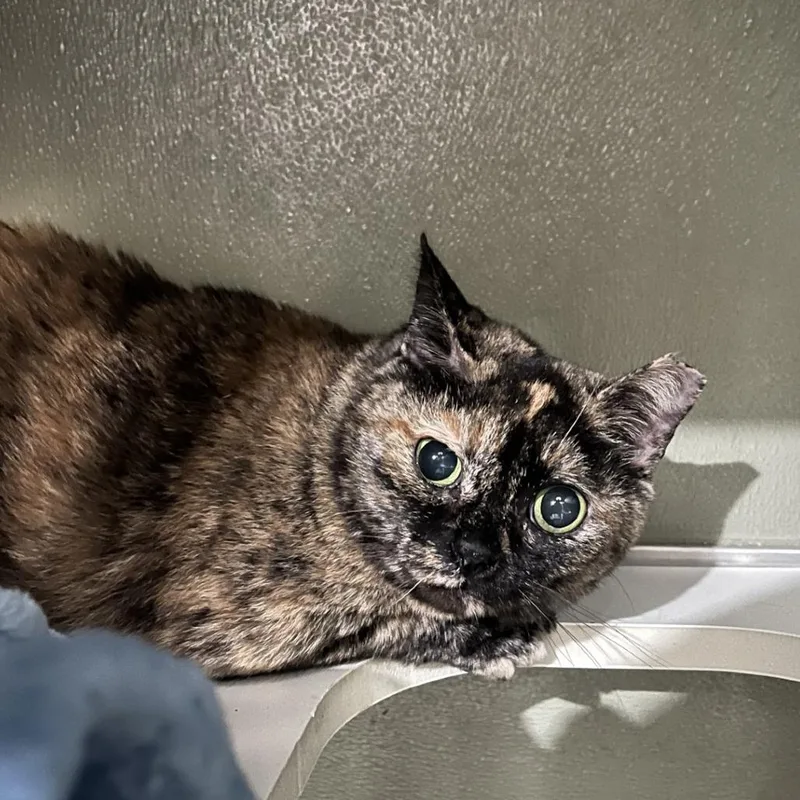 A senior medium-sized female Tortoiseshell Domestic Short Hair cat named Turtle for adoption in Winston-Salem, NC
