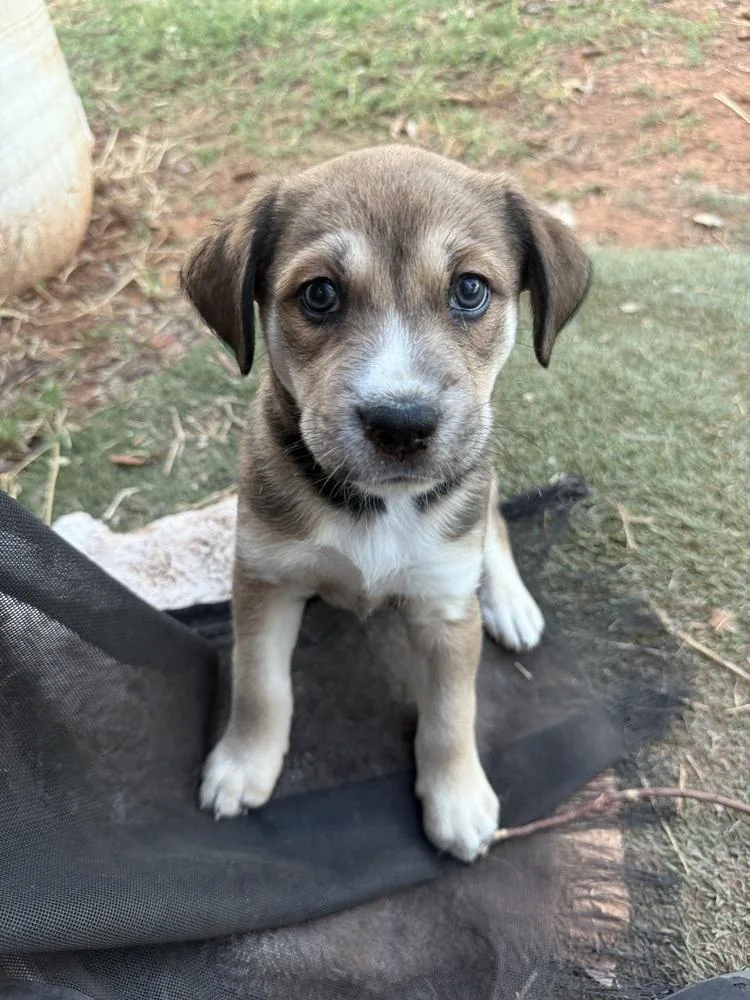 A baby medium-sized female Border Collie dog named Maple for adoption in Warr Acres, OK