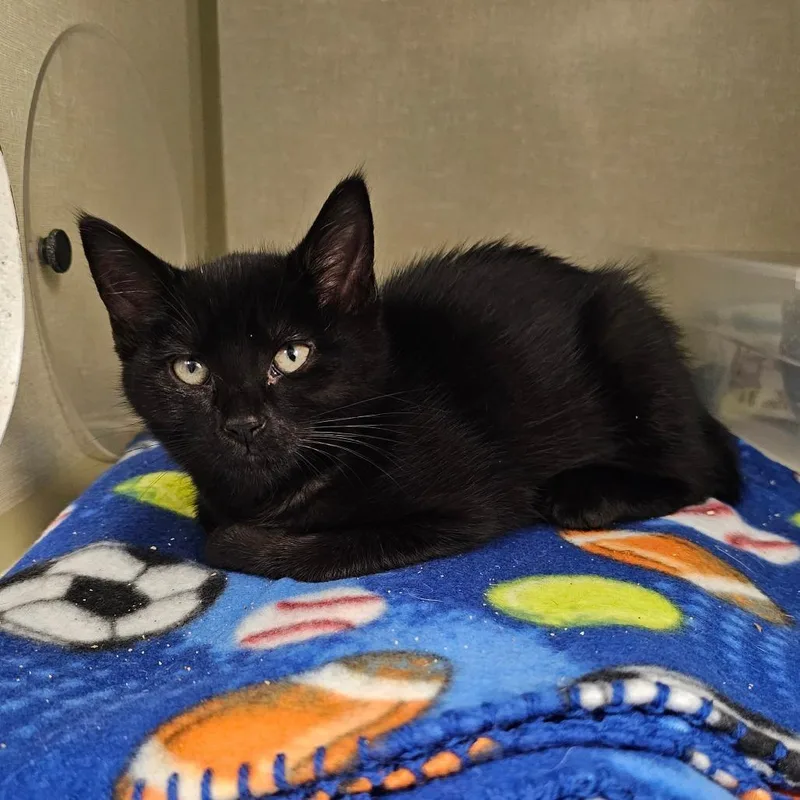 A baby small-sized female Black Domestic Short Hair cat named Regina for adoption in Monroe, MI