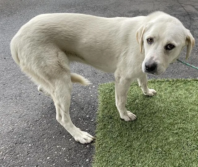 A young large-sized female Labrador Retriever dog named Galleta for adoption in Modesto, CA