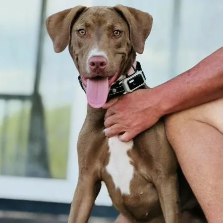 A baby medium-sized female Brown / Chocolate Chocolate Labrador Retriever dog named Remi for adoption in Cleveland, TX