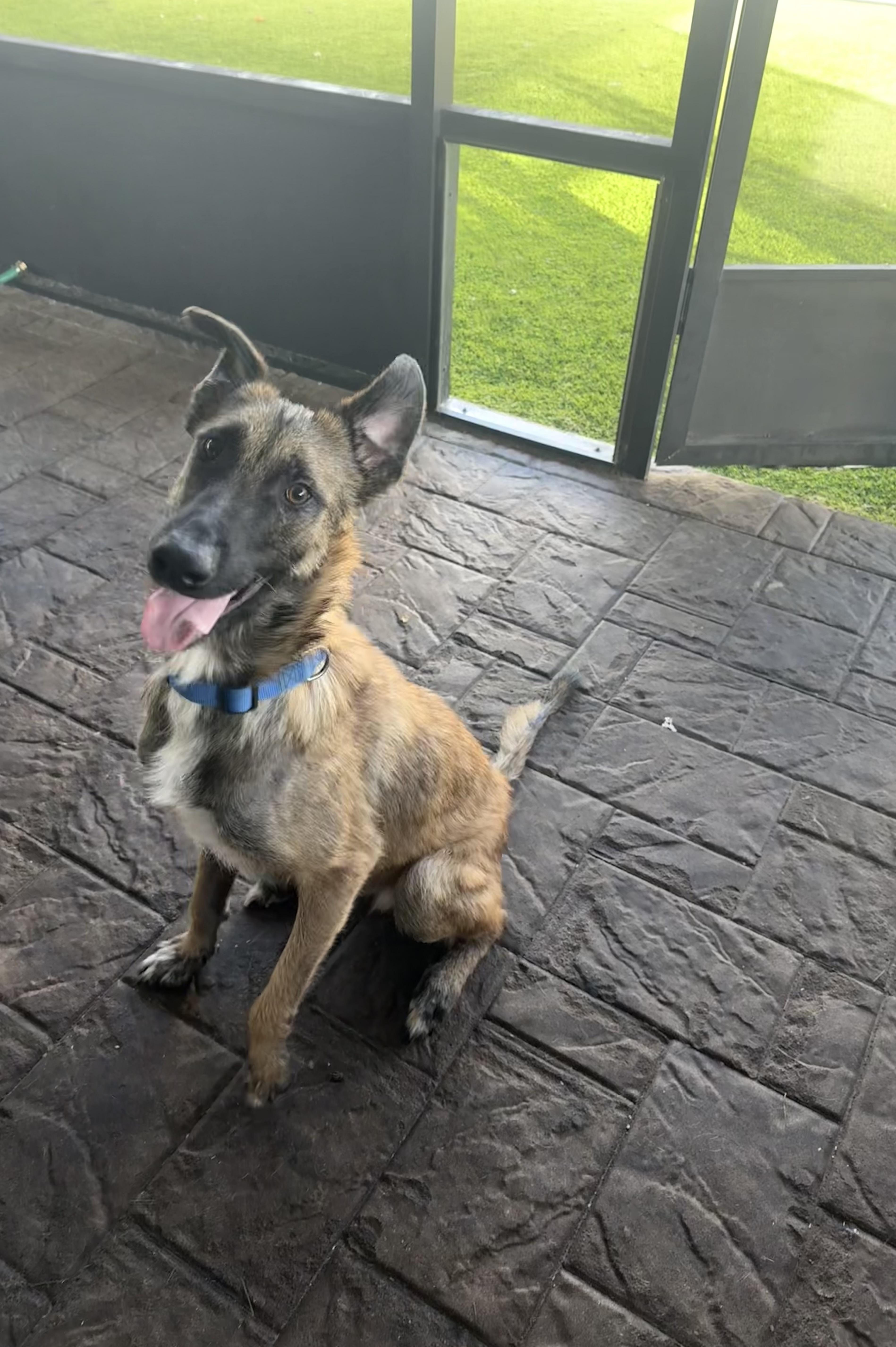 A young medium-sized male Tricolor (Brown, Black, & White) Belgian Shepherd / Malinois dog named Rufus for adoption in Maitland, FL