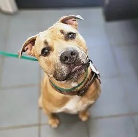 A young large-sized male Black Mixed Breed dog named Jay Z for adoption in Nashville, TN