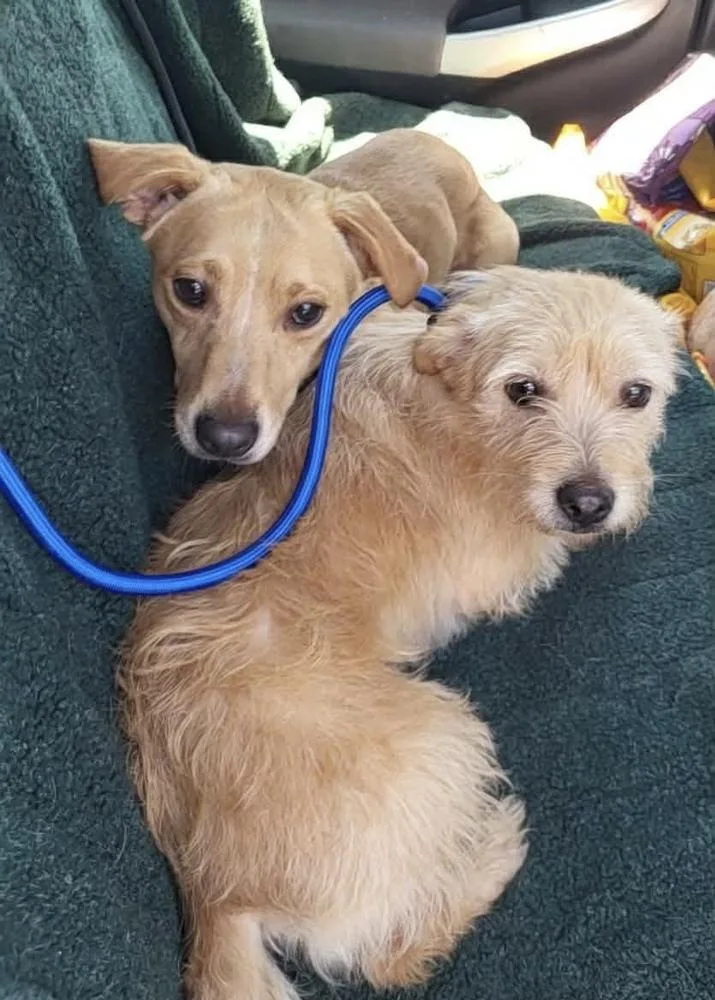 An adult small-sized male Brown / Chocolate Dachshund dog named Micah for adoption in Pottstown, PA