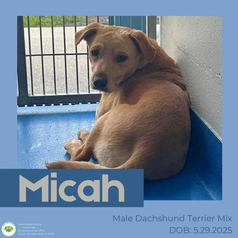 Micah thumbnail 2