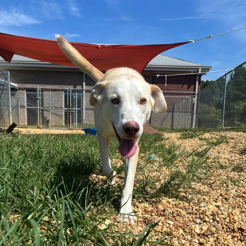 A young medium-sized male Labrador Retriever dog named Mater for adoption in Calverton, NY