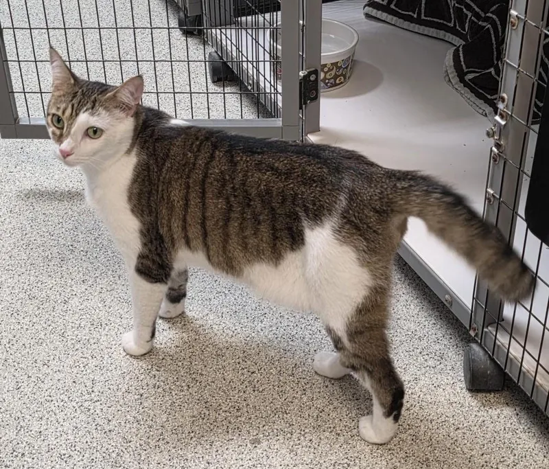 An adult medium-sized male Tabby (Brown / Chocolate) Domestic Short Hair cat named Bean for adoption in Carthage, NC