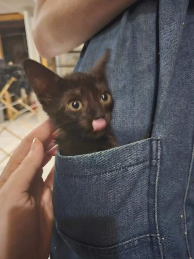 A baby small-sized male Black Domestic Short Hair cat named Gershwin for adoption in Brooklyn, NY