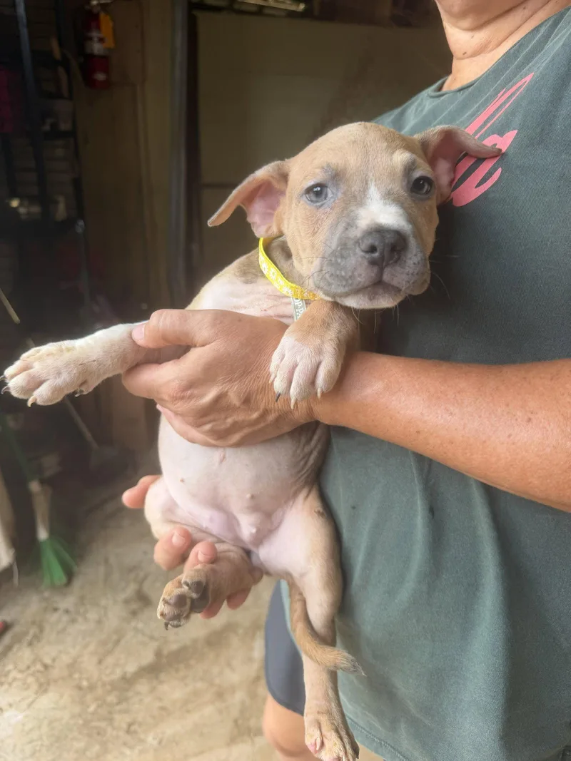 A baby medium-sized female Mixed Breed dog named Jalen for adoption in Jackson, MS