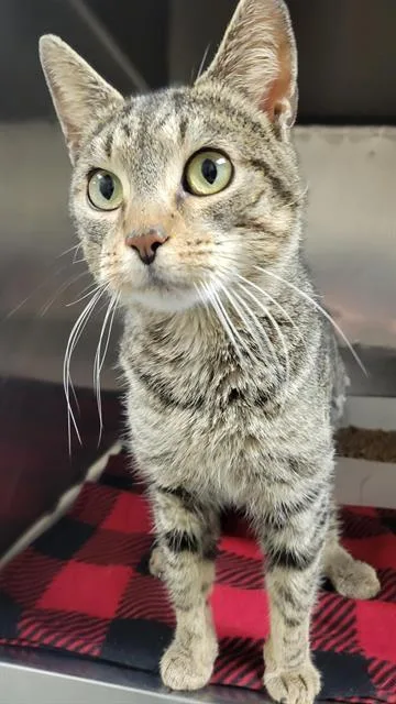 A young small-sized male Domestic Short Hair cat named Dr.evil for adoption in Indianapolis, IN