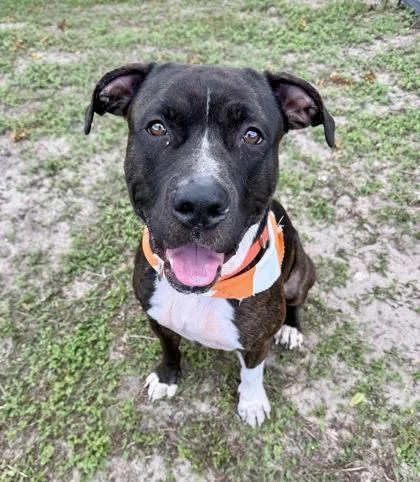A young large-sized male Black Pit Bull Terrier dog named Tank for adoption in Inverness, FL