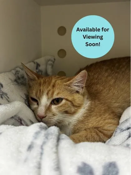 A young small-sized unknown Domestic Short Hair cat named Cheeto for adoption in Kalispell, MT