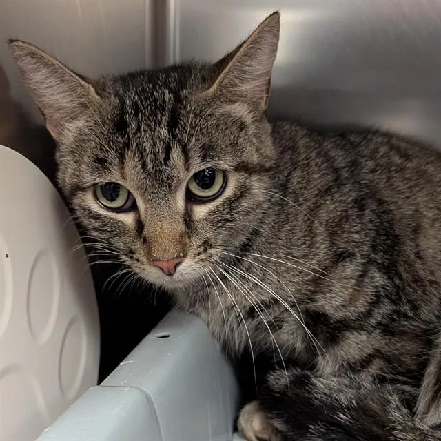 A young small-sized female Domestic Short Hair cat named Kimchi for adoption in Olivette, MO