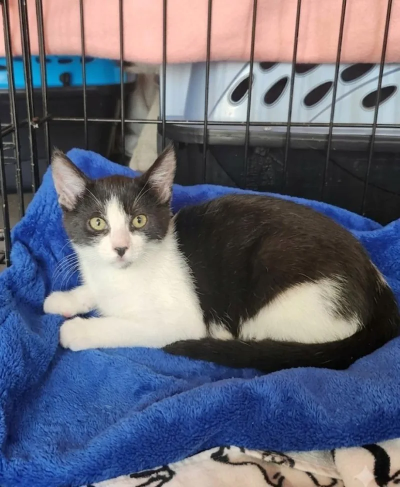 A baby medium-sized male Black Domestic Short Hair cat named Kason for adoption in East Brunswick, NJ
