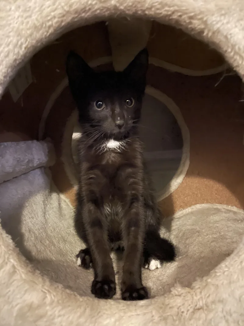 Kalamata Olive thumbnail 2