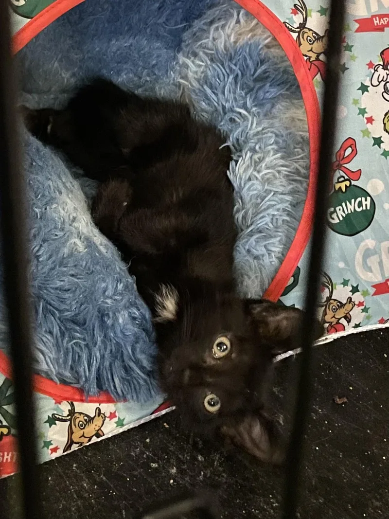 Kalamata Olive thumbnail 5