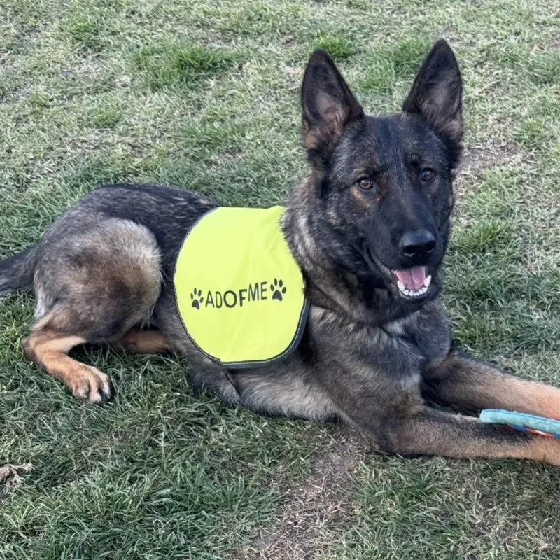 An adult medium-sized female Sable German Shepherd Dog named Lottie for adoption in Murrieta, CA