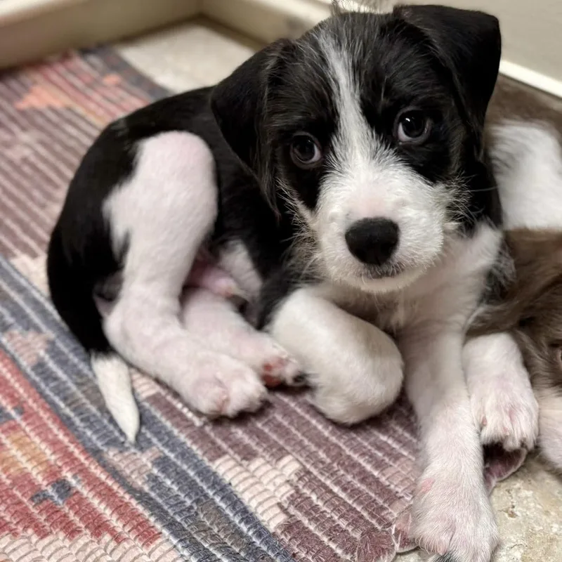 A baby medium-sized male Black Terrier dog named Brutus for adoption in Pelham, NH