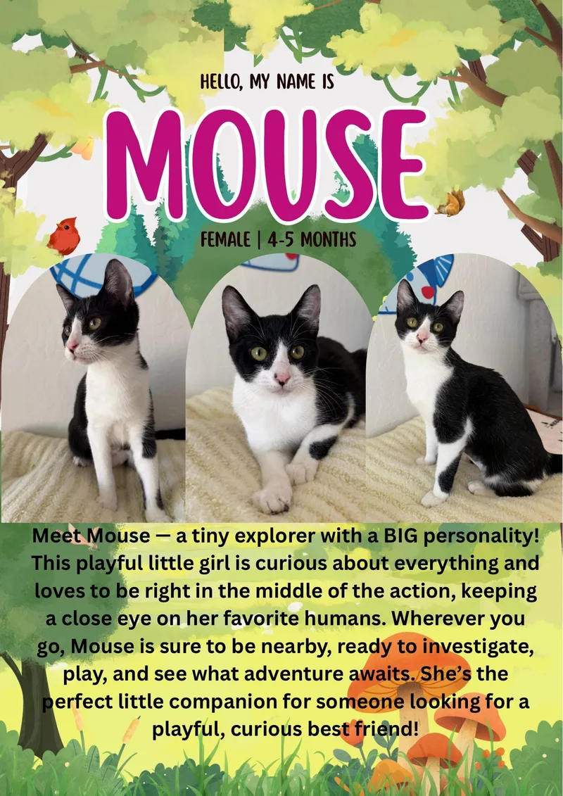 A baby medium-sized female Black & White / Tuxedo Domestic Short Hair cat named Mouse for adoption in Fresno, CA