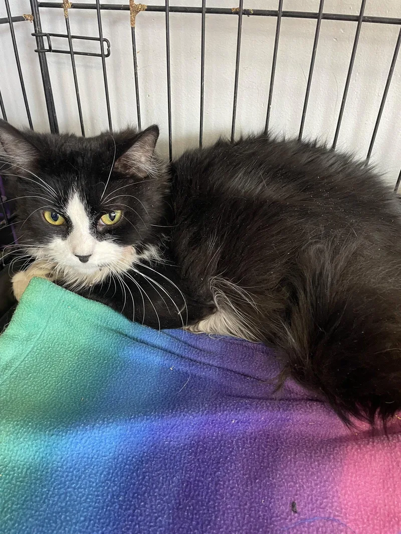 An adult medium-sized male Black & White / Tuxedo Tuxedo cat named Syl for adoption in Georgetown, KY