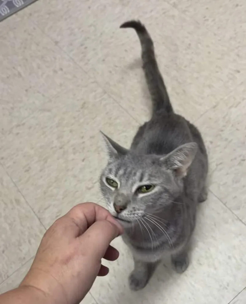 An adult medium-sized female Tabby (Gray / Blue / Silver) Domestic Short Hair cat named Ashanti for adoption in Greensboro, NC