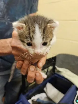 A baby small-sized male Domestic Short Hair cat named Edgar for adoption in Independence, MO