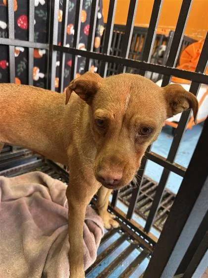 An adult medium-sized female Brown / Chocolate Mixed Breed dog named 61279054 for adoption in El Paso, TX