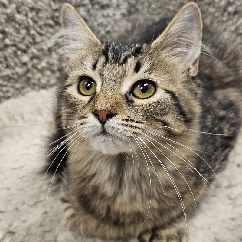 A baby medium-sized female Tabby (Brown / Chocolate) Domestic Long Hair cat named Wuzzy for adoption in Richmond, VA