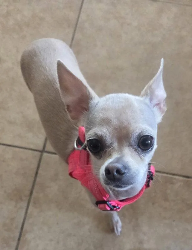 A young small-sized female Chihuahua dog named Winnie for adoption in Montgomery, TX