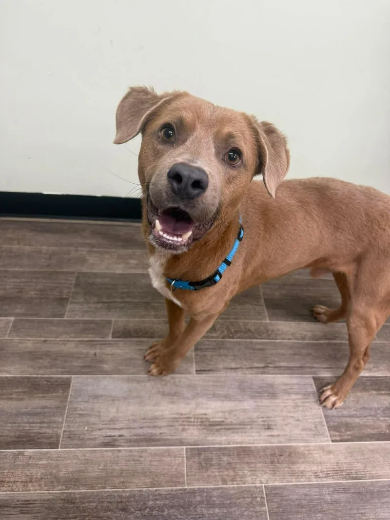 An adult medium-sized male Golden Mixed Breed dog named Shaggy for adoption in Sunset Bch, NC