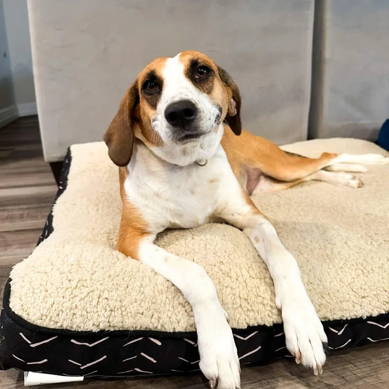An adult medium-sized female Brown / Chocolate Coonhound dog named Shelly for adoption in Mooresville, NC