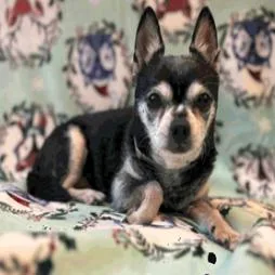 Jamesy Boy Aka Rhino