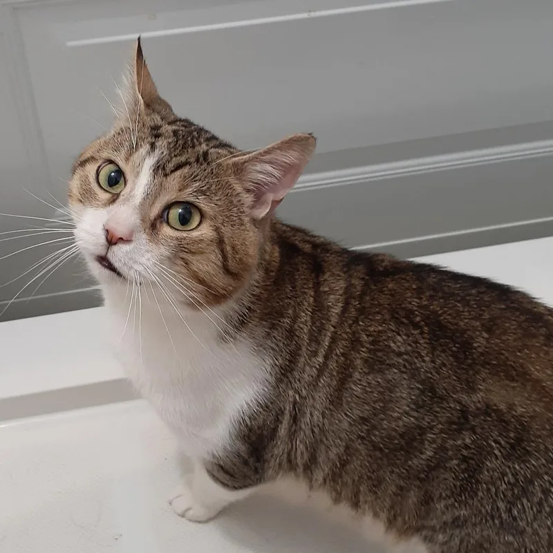An adult medium-sized male Brown / Chocolate Domestic Short Hair cat named Marty for adoption in Pittsburgh, PA