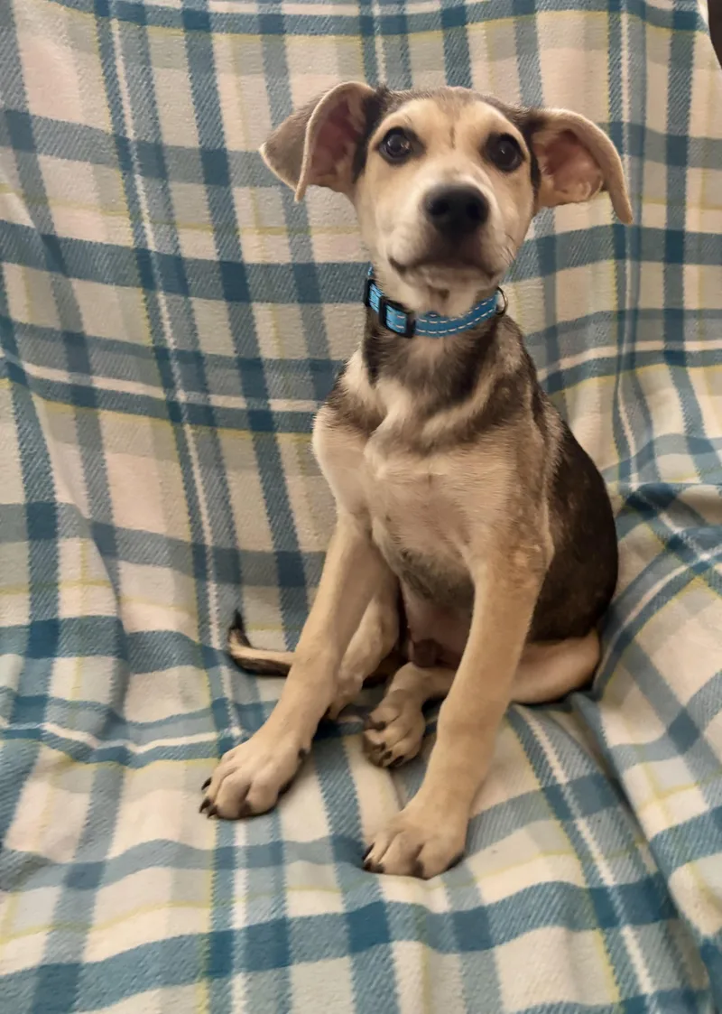A baby medium-sized male Tricolor (Brown, Black, & White) Shepherd dog named Marston for adoption in Corona, CA