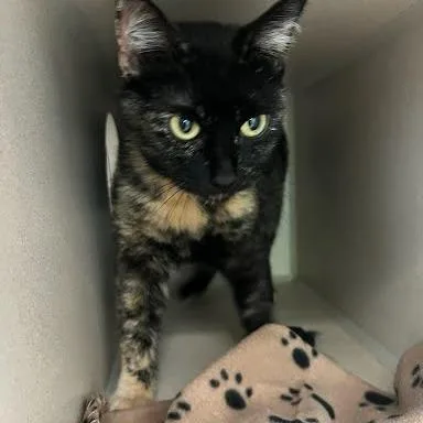 An adult medium-sized female Black Domestic Short Hair cat named Dr. Garcia for adoption in Tacoma, WA