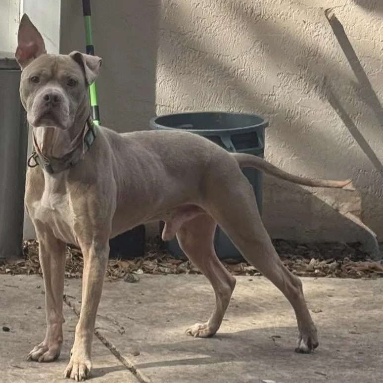 An adult medium-sized male Gray / Blue / Silver Weimaraner dog named Titan for adoption in LOXAHATCHEE, FL
