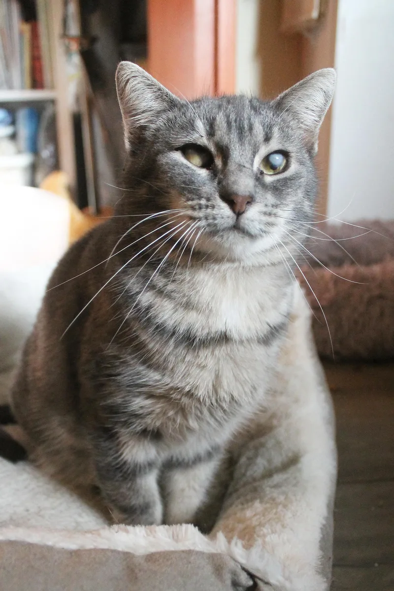 A young medium-sized female Tabby (Gray / Blue / Silver) Domestic Short Hair cat named Sweet Girl for adoption in Guthrie, OK