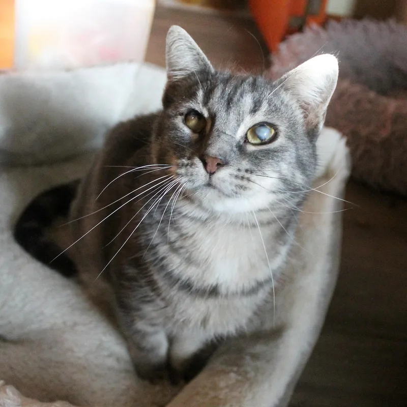 Sweet Girl thumbnail 3