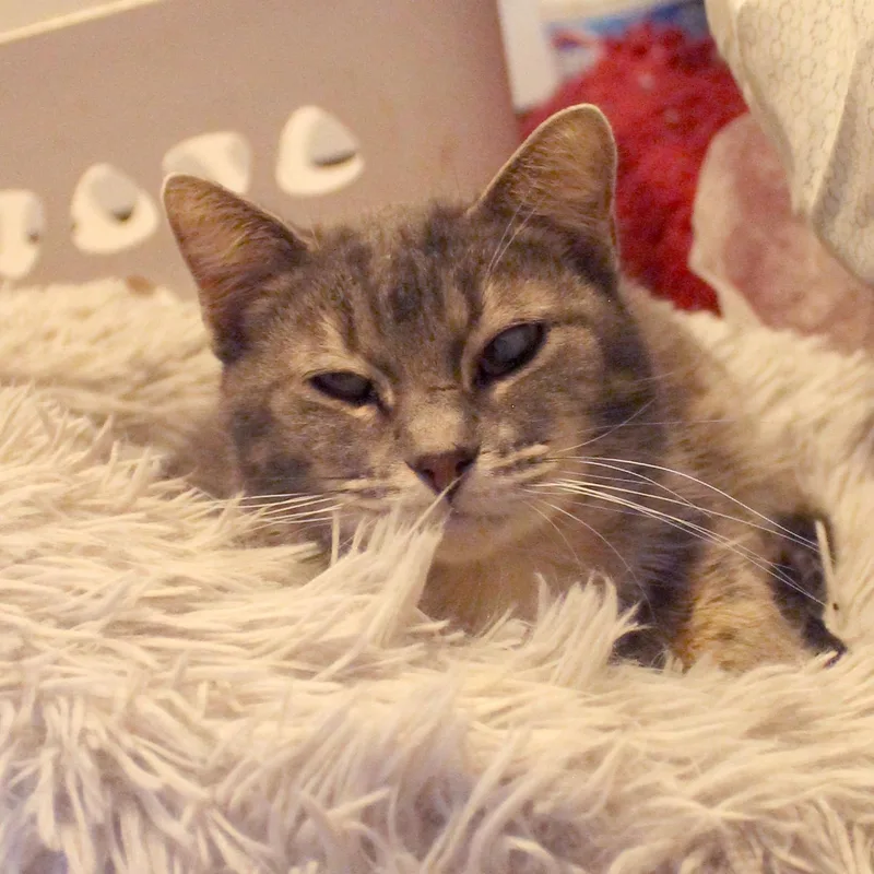 Sweet Girl thumbnail 5