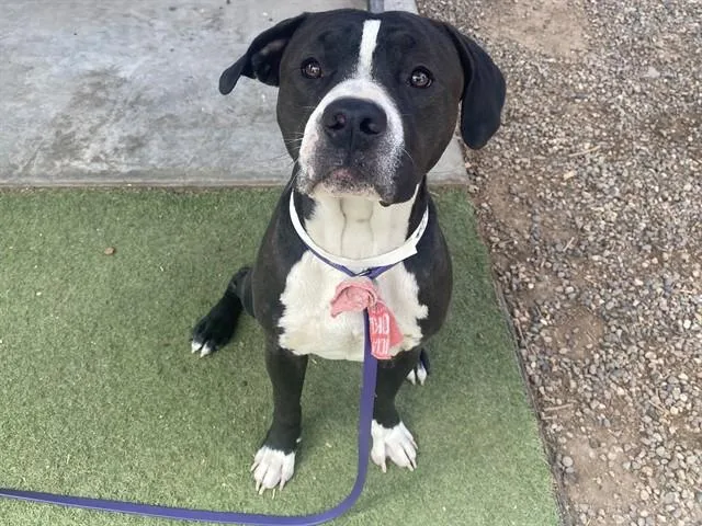 A young large-sized male Pit Bull Terrier dog named Bumble Bee for adoption in Phoenix, AZ