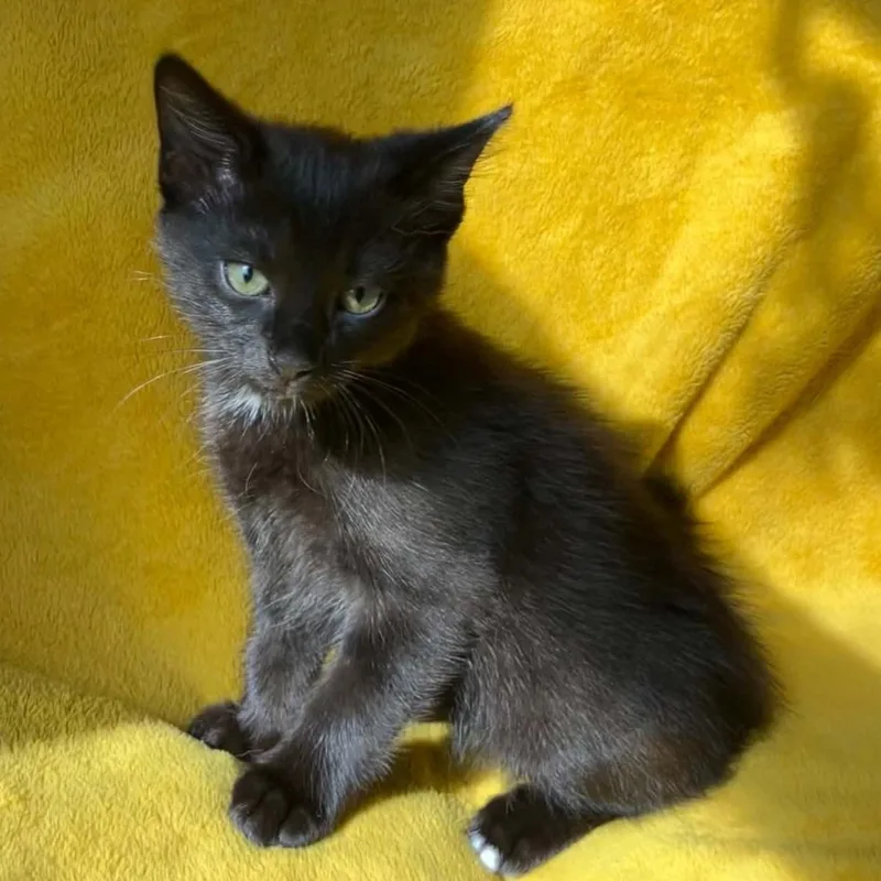 A baby medium-sized male Black Domestic Short Hair cat named Roy Kent for adoption in Warr Acres, OK